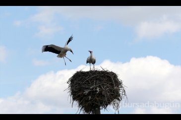 Baharın müjdecisi leyleklerin göçü başladı!