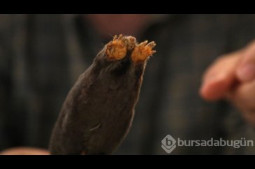 Köstebek familyasının alt türü belirlendi