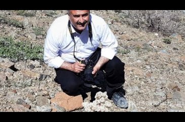 Yeni bir ada çayı türü keşfedildi
