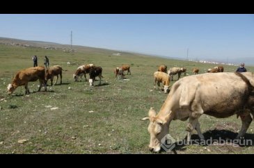Bakan Kirişci'den şap aşısı açıklaması