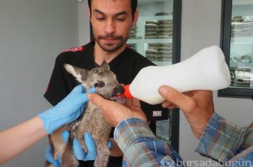 Karaca yavrusu koruma altına alındı