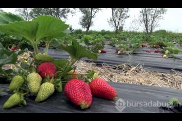 Bu çilek hem daha aromatik hem de daha uzun ömürlü