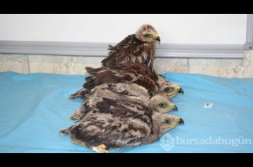 Annesiz kalan 4 kartal yavrusuna, Karatay Hayvanat Bahçesi sahip çı...