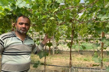 Serada erkenci üzüm yetiştirdi ilk ürünler ikram olacak