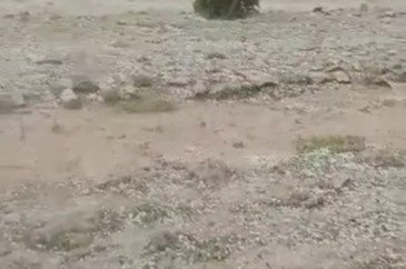 "Yeşil altın"a dolu darbesi!