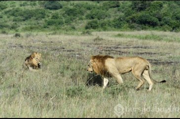 Kenya'da aç aslan alarmı