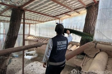 Bahçesinde yabani hayvan besleyen kişi gözaltına alındı!