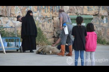 Kurban kesiminde çocuklar duygusal anlar yaşadı 
