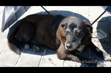 Yaralı köpek için seferber oldu... Taksim Meydanı'nda bir turist ka...