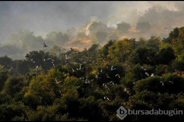Kahramanmaraş'ta çıkan orman yangını böyle görüntülendi
