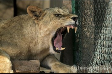 Berlin sokaklarında aslan uyarısı!