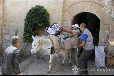 Mardin'de kadrolu eşeklere düzenleme getirildi