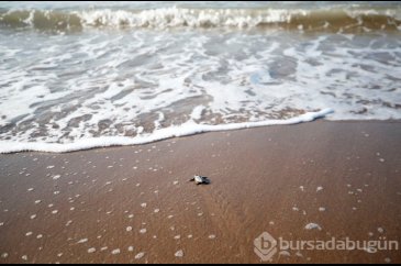 Caretta carettalar Akdeniz'le buluşuyor