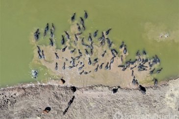 Diyarbakır'da Afrika'yı aratmayan görüntüler ortaya çıktı
