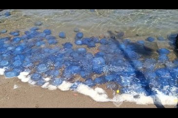 İzmir Foça'da mavi denizanası istilası
