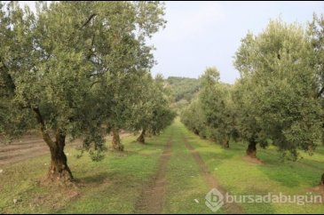 Marmarabirlik'te rekolte beyan alımlarına başlandı