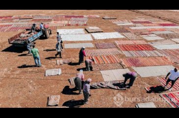 Değerleri milyonlarca lirayı buluyor: Halı tarlasında hasat başladı