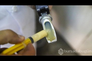Uşak'ta buzağı ölümlerine karşı "ağız sütü tozu" üretilmeye başlandı