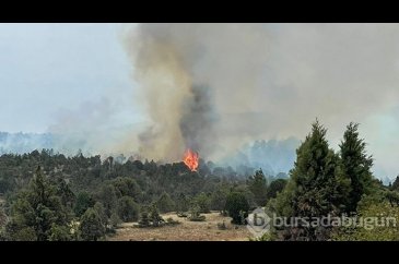 İzmir'de ormanlık alanda yangın