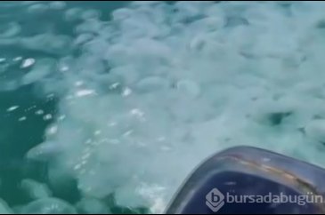 Bursa'da denizanası istilası yaşanıyor!