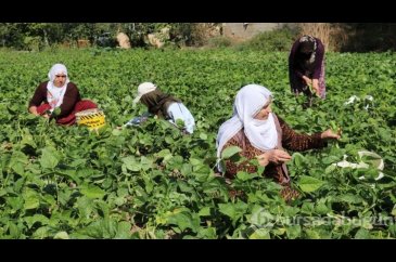 Van'ın 'Gevaş fasulyesi' tescillendi