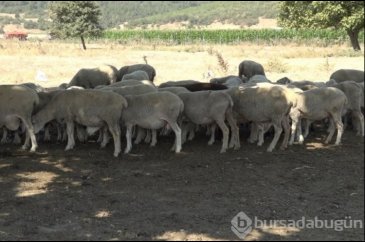 Bursa'da meralar koruma altında