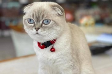 Esenyurt'ta kedi için silahlı çatışma
