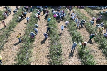 Belediye hibe desteği olarak verdi, hasat şenliği yapıldı!