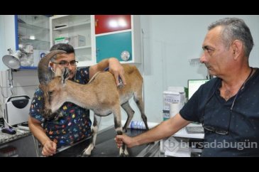 Yaralı bulunan dağ keçisi tedaviye alındı