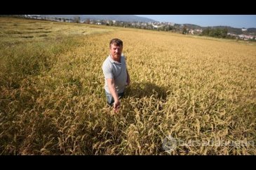 Konuralp pirincinde hasat başladı