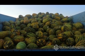 Narmikan kavunu tezgahlarda yerini aldı