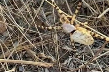 Elazığ'da görüldü! Bir kez ısırması bile öldürebiliyor