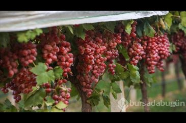 Manisa'da üzümde hasat ve kurutma mesaisi sürüyor