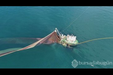 Karadeniz'de hamsi boyları küçüldü