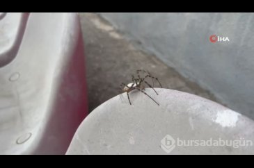 İklim krizi yeni bir örümcek getirdi