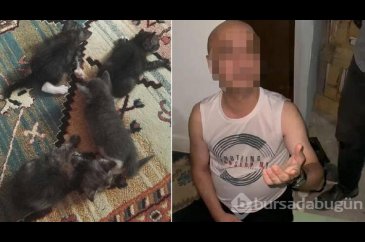 Yavru kedilere şiddet uygulayan şüpheliye para cezası