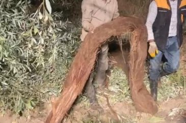 Su borusundan 15 metre ağaç kökü çıktı