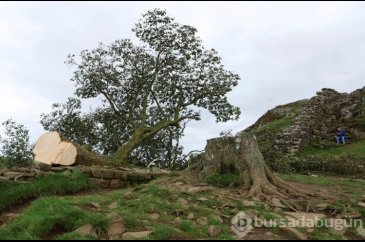 16 yaşındaki çocuk İngiltere'nin simge ağacını kesti