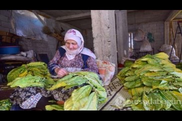 Tüm köy geçimini bu işten sağlıyor... Kultik'te hasat zamanı!