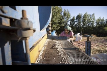 Ovacık'ta 205 çiftçi 3 bin 671 dekarda fasulye üretiyor