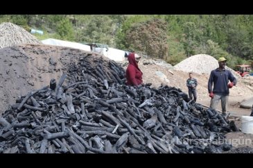 Orman yapısıyla uyumsuz ağaçlar mangal kömürüne dönüştürülüyor