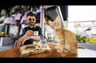 Ankara'nın ilk "kedi" konseptli kafesine müşterilerden yoğun ilgi