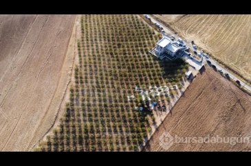 Elazığ'da 472 bin ağaçta badem hasadı başladı
