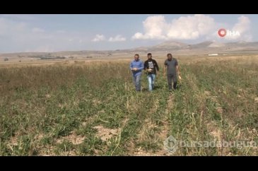Çiftçiler büyük zararda! Ürünler tarlada kaldı