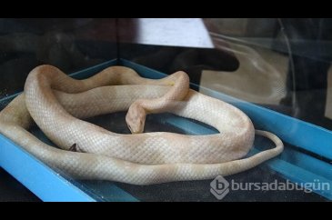 Mısır yılanı ve tarantulayı satmak isterken yakalandı