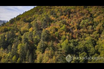 Ilgaz Dağı'nda sonbahar renkleri hakim olmaya başladı
