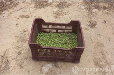 Mersin'de zeytin hırsızlığı artıyor, üreticiler bahçelerde nöbet tu...