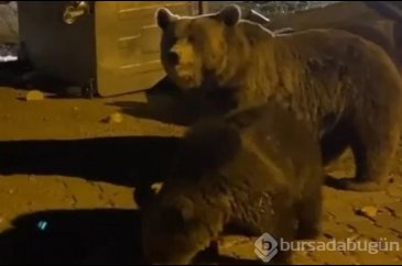 Uludağ'da tilki ve ayı ailesi görüntülendi