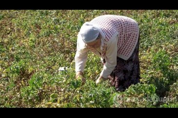 Herkes tarlaya koştu, tüm ürünü bedava dağıttı