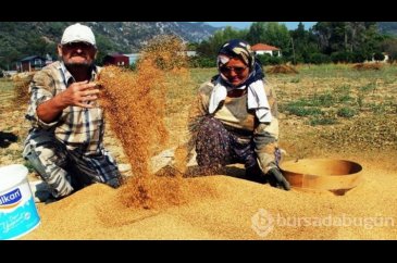'Küçük altın'ın getirisi çok ama çalışacak işçi yok!